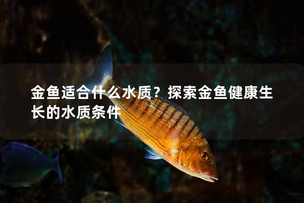 金魚適合什么水質(zhì)？探索金魚健康生長的水質(zhì)條件